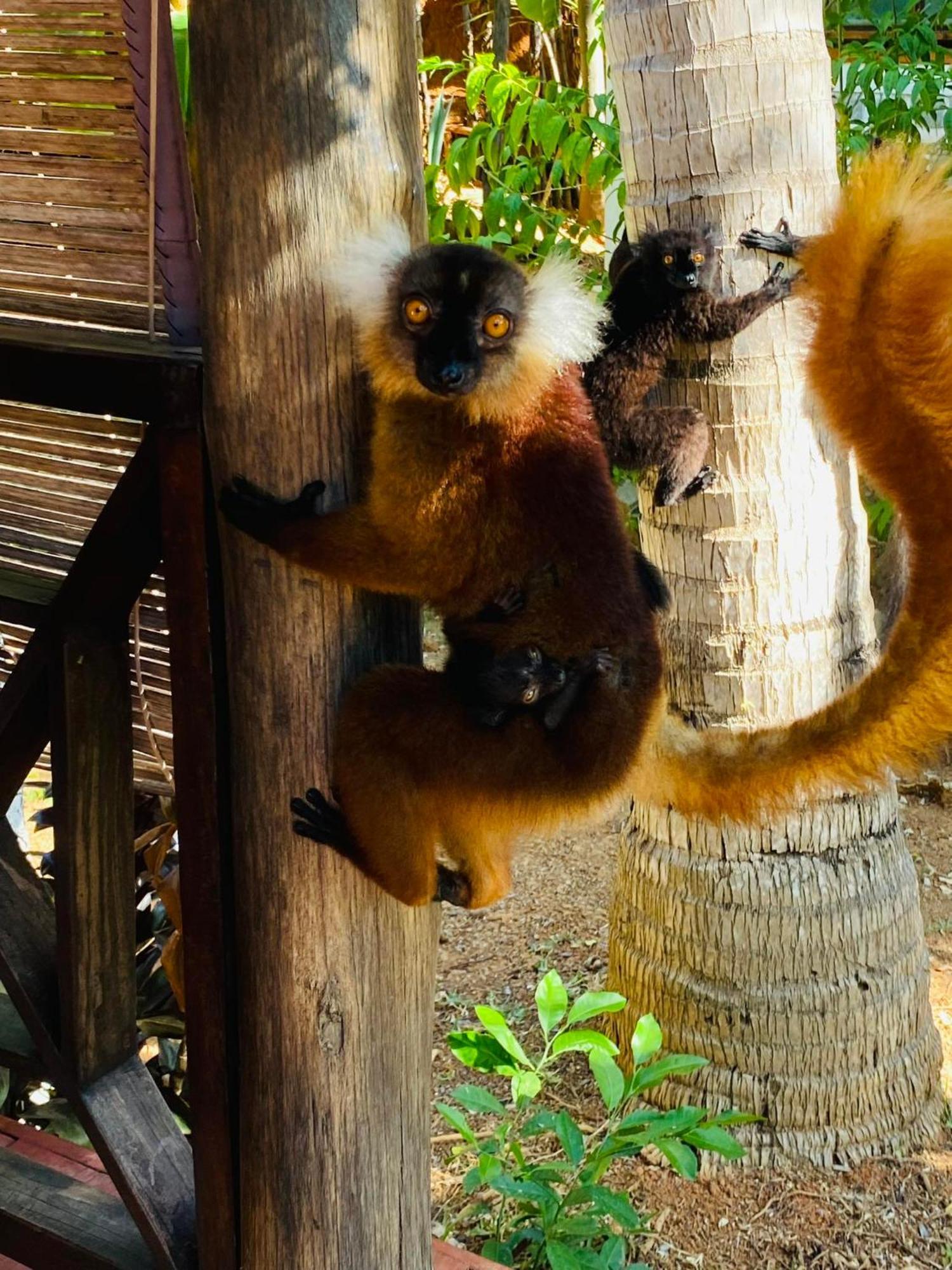 Tamarin Lodge Ампангоринана Экстерьер фото